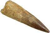 Fossil Spinosaurus Tooth - Real Dinosaur Tooth #230709-1